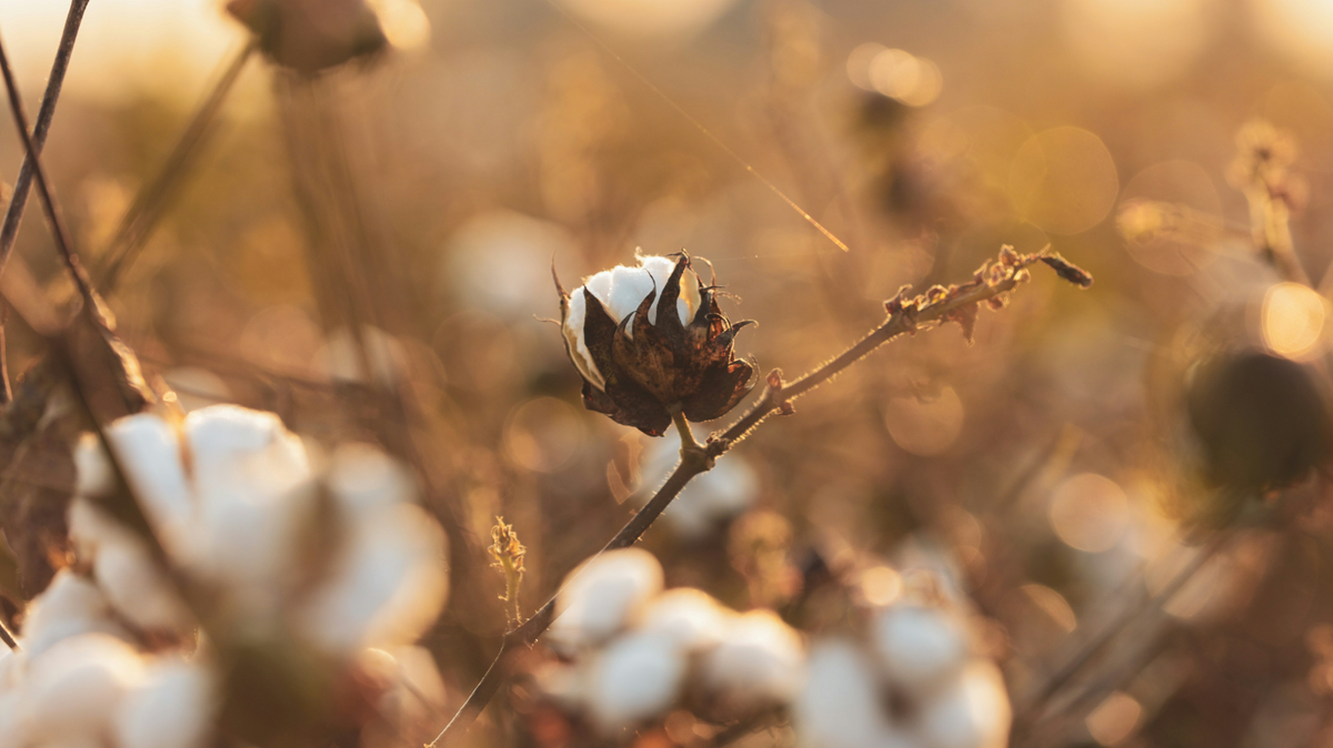 Fair Production Cotton